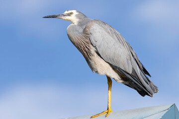 White-faced Heron (Egretta novaehollandiae), Narooma, NSW, November 2025