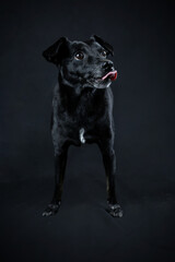 Obraz premium Portrait of an Alert Black Mixed Breed Dog with White Chest Sitting on Black Background 