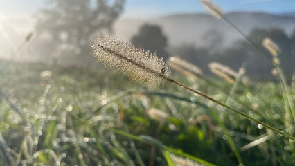 Wild grass covered with morning dew in soft sunlight