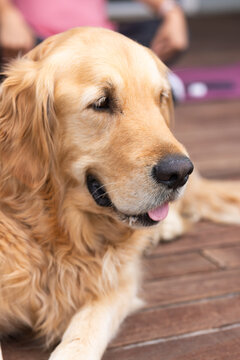 Golden retriever is resting on wooden deck, showing wavy golden fur and pink tongue