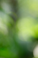 green bokeh background