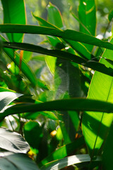 Spider web on green leaves background