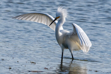 Snowy Egret