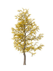 Fototapeta premium Single autumn tree isolated on transparent background. Deciduous tree with fall leaves isolated on transparent background. Autumn tree isolated on white background. Autumn tree PNG. Ginkgo plant PNG.