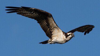 Obraz premium New Braunfels Osprey