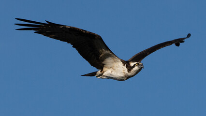 Obraz premium New Braunfels Osprey