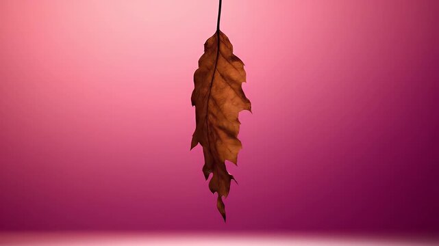 A single brown autumn leaf is hanging against a vibrant pink background.