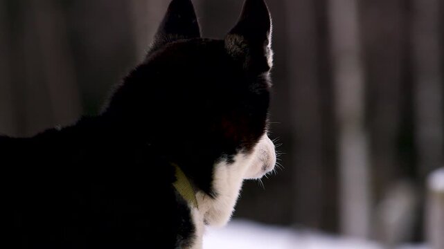 Husky dog barking in the snow