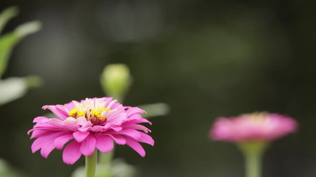 풍경분홍꽃포커스아웃(식물+줄기+꽃잎+자연+바람)