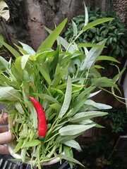 Hand Holding Fresh Water Spinach and Chili