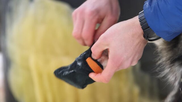 Musher checking his sled dogs feet for booties