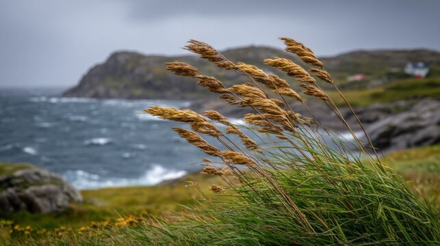Strong Coastal Winds Bending Grass in Natural Landscape during Stormy Weather