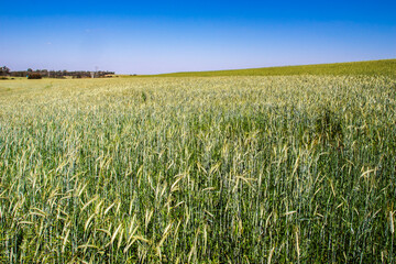 A vast, vibrant green wheat field stretches to the horizon under a clear, deep blue sky. A perfect image of agriculture, growth, and the serene beauty of the rural countryside on a bright, sunny day