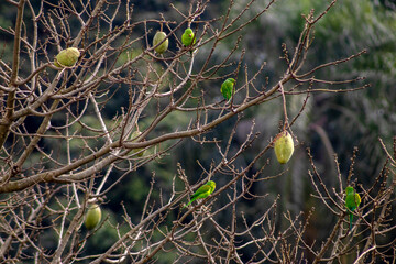 A silky parakeet (Brotogeris tirica) perched on the branches of a kapok tree (Chorisia speciosa), adorned with its characteristic green fruits, in a native forest area in Brazil