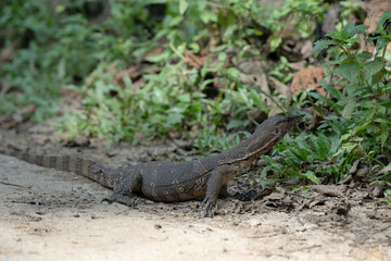 Fototapeta premium イグアナがいる景色