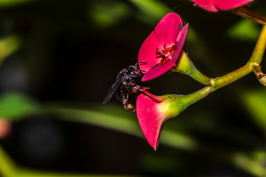 Brazilian stingless bee (Meliponini) dusted with pollen drinks nectar from a vivid red Crown of Thorns bloom, illustrating essential tropical pollination in a detailed macro scene.