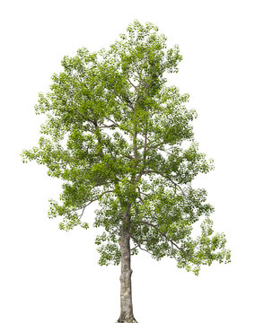 Single green tree isolated on transparent background. Large big tree with leaves isolated on transparent background. Tree isolated on white background. Isolated ornamental tree PNG. Tulip tree PNG.