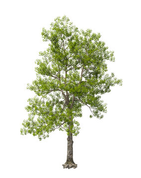 Single green tree isolated on transparent background. Large big tree with leaves isolated on transparent background. Tree isolated on white background. Isolated ornamental tree PNG. Tulip tree PNG.