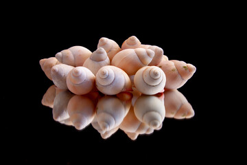 Giant south american snail shells in mirror