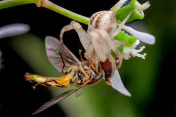 Crab spider feeding on a fly