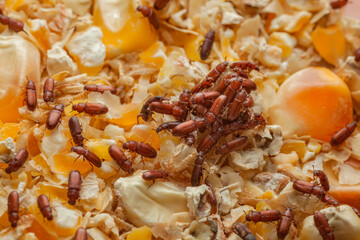 Red Flour Beetle in the corn