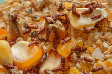 Red Flour Beetle in the corn
