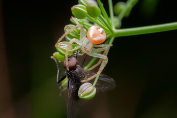 Crab spider feeding on a fly