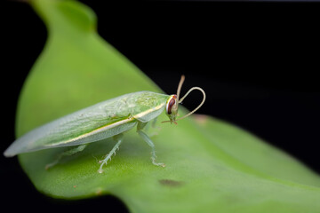 Green Cockroach