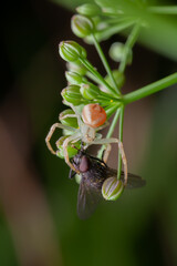 Crab spider feeding on a fly