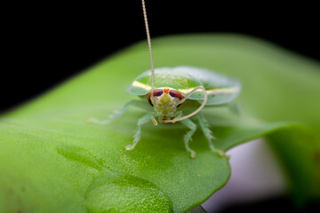 Green Cockroach