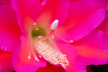 Orchid Cactus flower detail