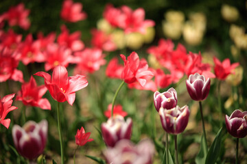 Obraz premium field of tulips