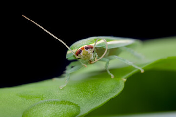 Green Cockroach