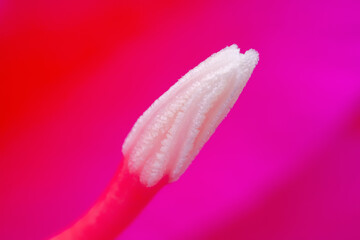 Orchid Cactus flower pistil