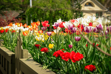 Obraz premium tulips in the garden