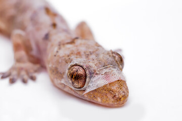 Gecko shedding its skin