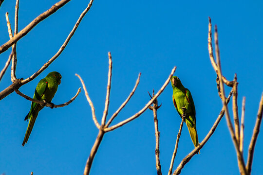 maritacas (Pionus) or brazilian parrots landed on a dry tree in Brazil