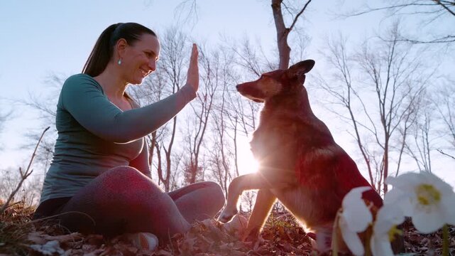 LENS FLARE, SLOW MOTION, LOW ANGLE VIEW: Smiling woman and dog giving high five in sunny spring forest. They sit among fallen leaves with blooming hellebore flowers nearby. Training and joy of bonding