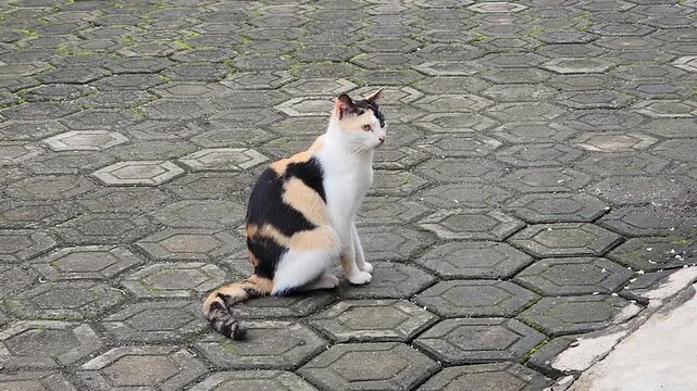 Calico cat sitting alert on stone pavement in quiet outdoor yard. Tricolor feline resting upright on hexagon courtyard ground daylight. Cute domestic cat watching surroundings on cobblestone patio sce