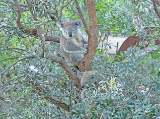 two koalas resting on a tree © ernest