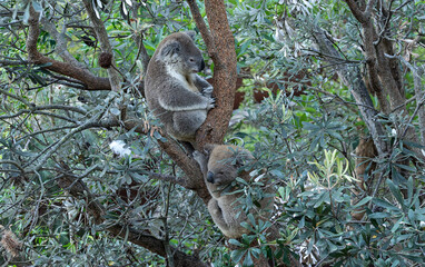 two koalas on a tree  © ernest