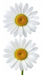 Fototapeta premium Two white daisies, top and bottom view, against white