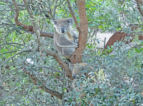 two koalas resting on a tree