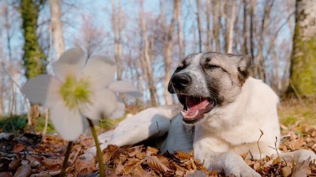 CLOSE UP, PORTRAIT: Mixed breed dog lies comfortably on ground strewn with dry autumn leaves, enjoying a tasty treat. White blooming hellebore flower decorates the foreground in a sunny spring forest.