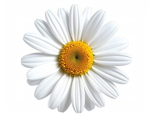 Daisy bloom vibrant yellow center, crisp white petals