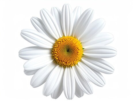 Daisy bloom vibrant yellow center, crisp white petals