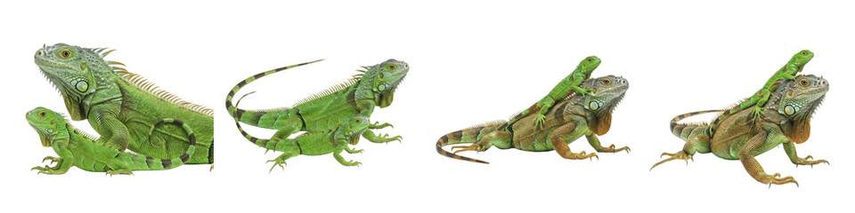 Obraz premium Set of Green Iguana with Juvenile in Climbing and Resting Poses, Tropical Reptile Mother and Baby Pair, Exotic Wildlife Nature Illustration, isolated on white transparent PNG background