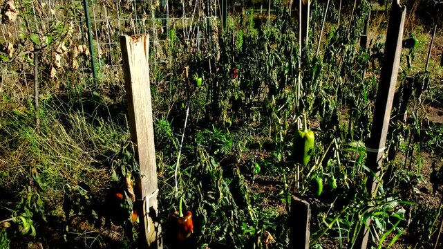 Withered bell pepper plants after first frost and moving camera closer toward one of last maturing pepper hanging from dying plant tangled to wooden post