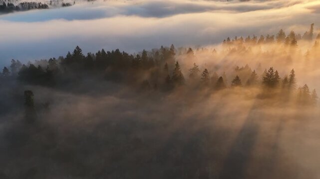 A blanket of sunlit fog drifts through the Willamette Valley just south of Portland, Oregon. The Pacific Northwest is known for its scenic forests, waterfalls, and rivers, as well as its wet weather.