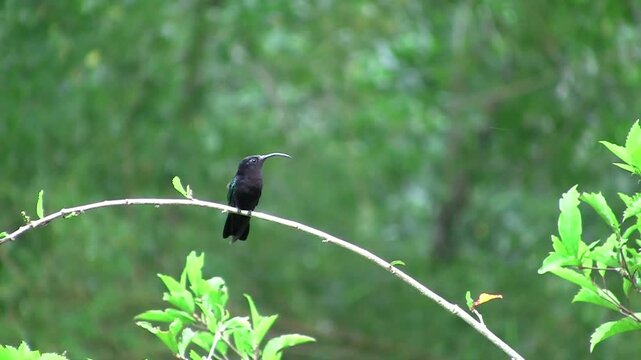 Colibri perch&eacute; sur une branche